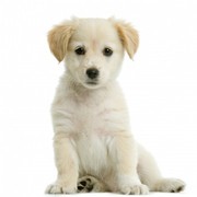 honden foto van sanne