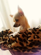 honden foto honden foto van amy