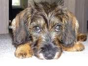 honden foto van Serneels Jochen