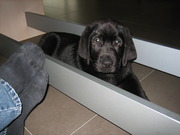 honden foto honden foto van Cindy Notermans