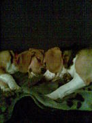 honden foto honden foto van johan