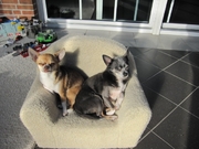 honden foto van Yvonne van den Berg