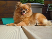 honden foto van Kimberly