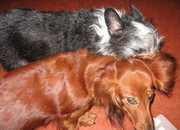 honden foto honden foto van Charlot