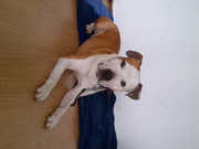 honden foto honden foto van diana