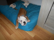 honden foto van Wendy