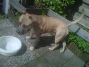 honden foto van yoeri jassies