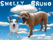 honden foto honden foto van Brush