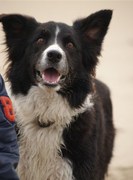 honden foto van Quinty