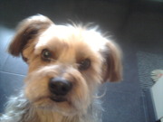 honden foto honden foto van Niels Jacobs