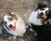 honden foto van wendia