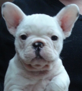 honden foto van mario.vega@online.nl