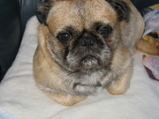 honden foto van creemers