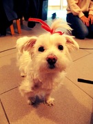 honden foto van Princess_lettuce
