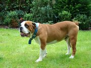honden foto honden foto van Ronny
