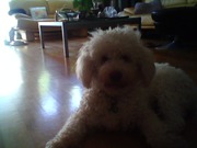 honden foto van marleen