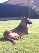 honden foto van ewoud 