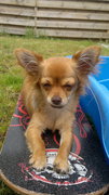 honden foto van dianne
