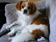 honden foto honden foto van sTommy