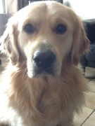 honden foto van Dave