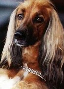 honden foto van min el mariq