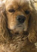 honden foto van Kwibus Amerikaanse Cocker