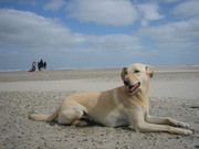 honden foto van wild