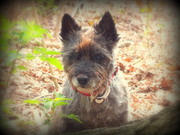 honden foto van Dwarreltje