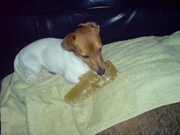 honden foto van dancemoontje