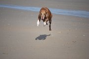 honden foto van Loesje