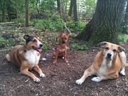 honden foto honden foto van Ingrid van wensen