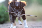 honden foto van Claire&Jippe