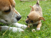 honden foto van Laura