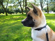 honden foto van marijke