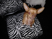 honden foto van Marlous