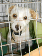 honden foto honden foto van Jona