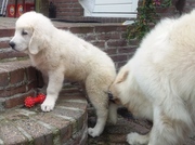 honden foto van krijnen