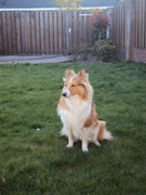 honden foto van Marian Broers