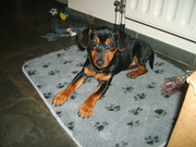 honden foto van Ingrid