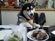 honden foto van mich