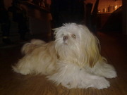 honden foto van Summer