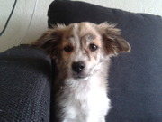 honden foto van ashley