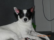 honden foto van Sylvia van Ness