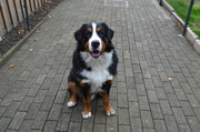 honden foto van sharontjh