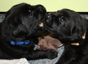 honden foto van Jackie