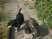 honden foto van ilona vos