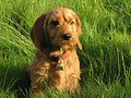 honden foto van femke