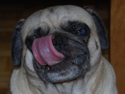 honden foto van Robert