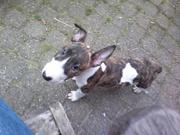 honden foto van Lisanne Knigge