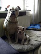 honden foto van linsey